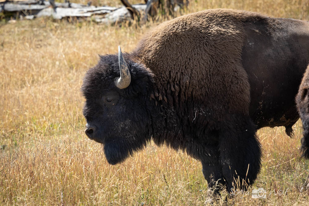 Fahrt zum Yellowstone NP