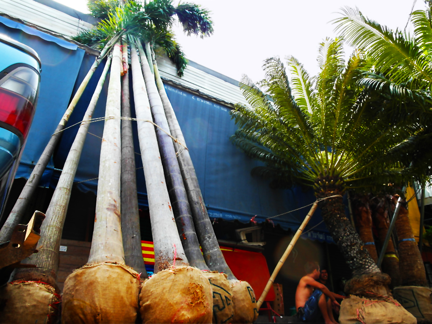 Chatuchak Pflanzen Markt