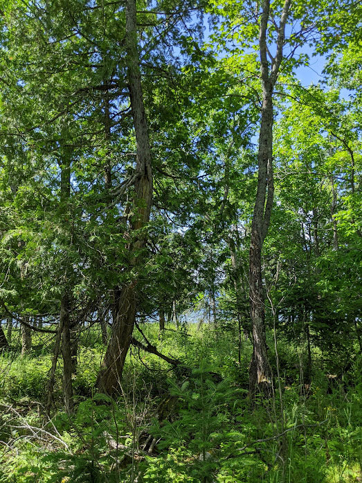 Cook Manitoulin Island Real Estate