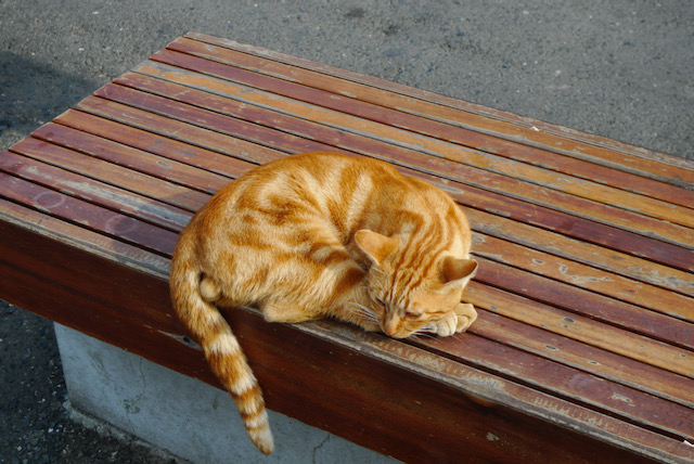Ginger cat in Istanbul, Turkey