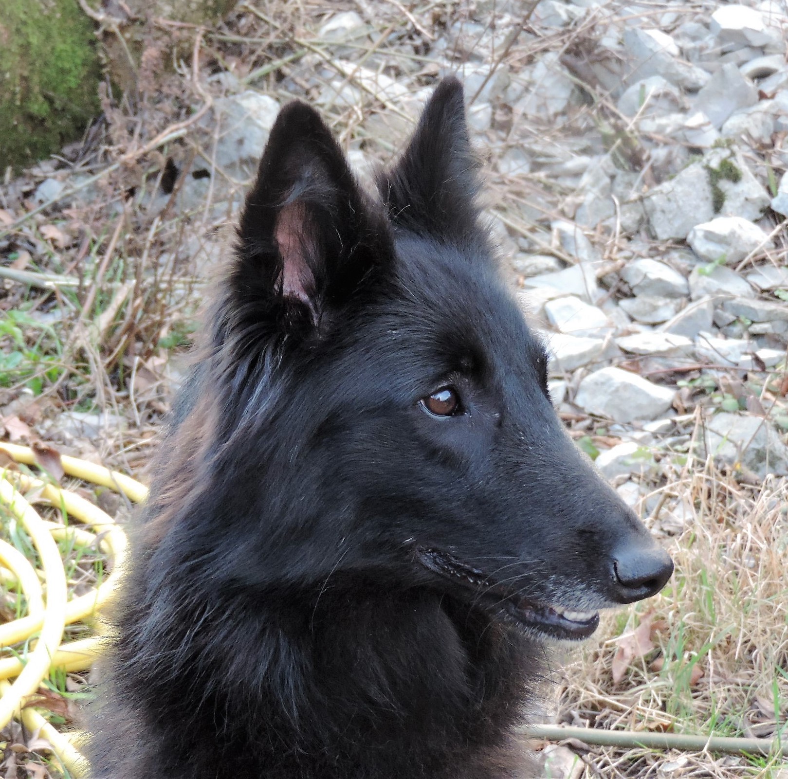 Palmares Site De Compagnonsducausse