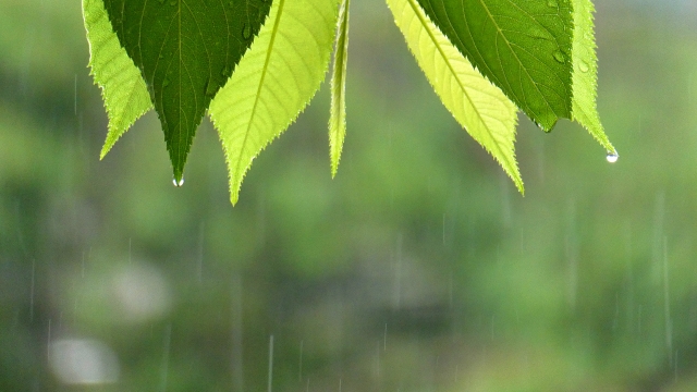 梅雨