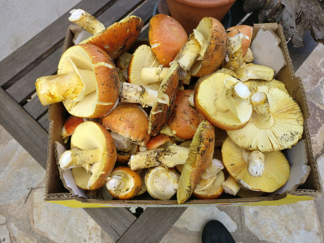 Kaiserlinge, Amanita Cesaria, Waldpilze, Pilzfreunde, Pilzkorb, Pilze sammeln