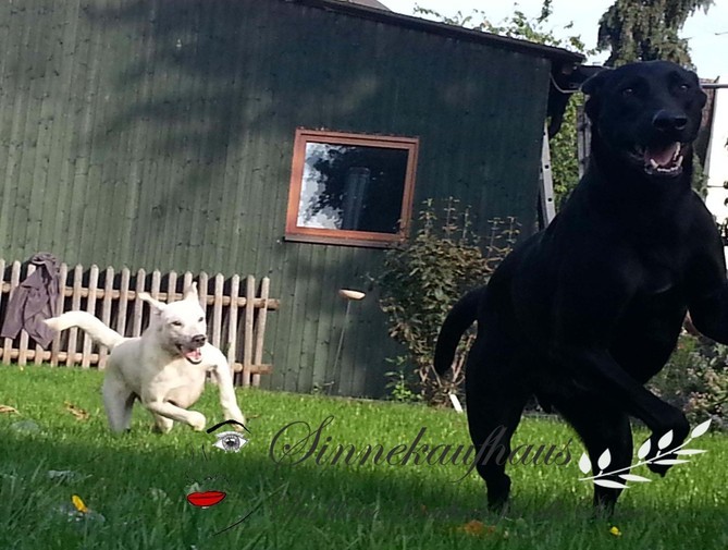 Jackys, Hundekuchen, Hundesnack, Leckerlie, Hund, Hundekeks,