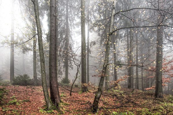 Dicht steht der Nebel im Mischwald.