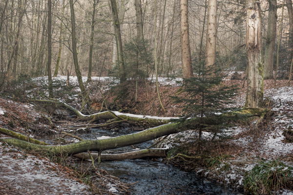 Sturm Friederike hinter lies auch seine Spuren