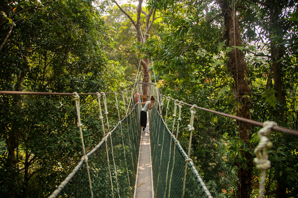 auf dem Canopy Walkway