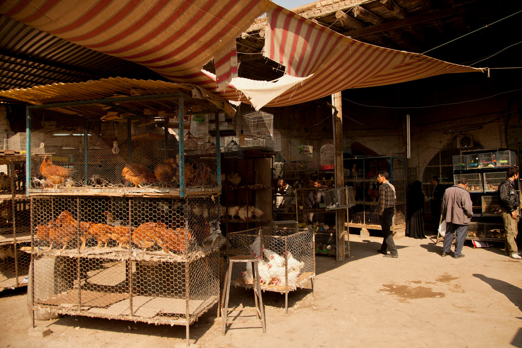 auf dem Vogelmarkt