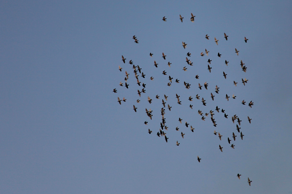 Formationsfliegen