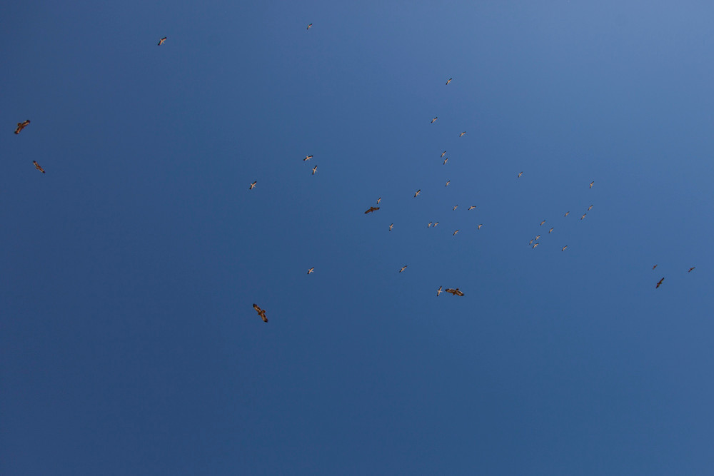 hunderte Adler...