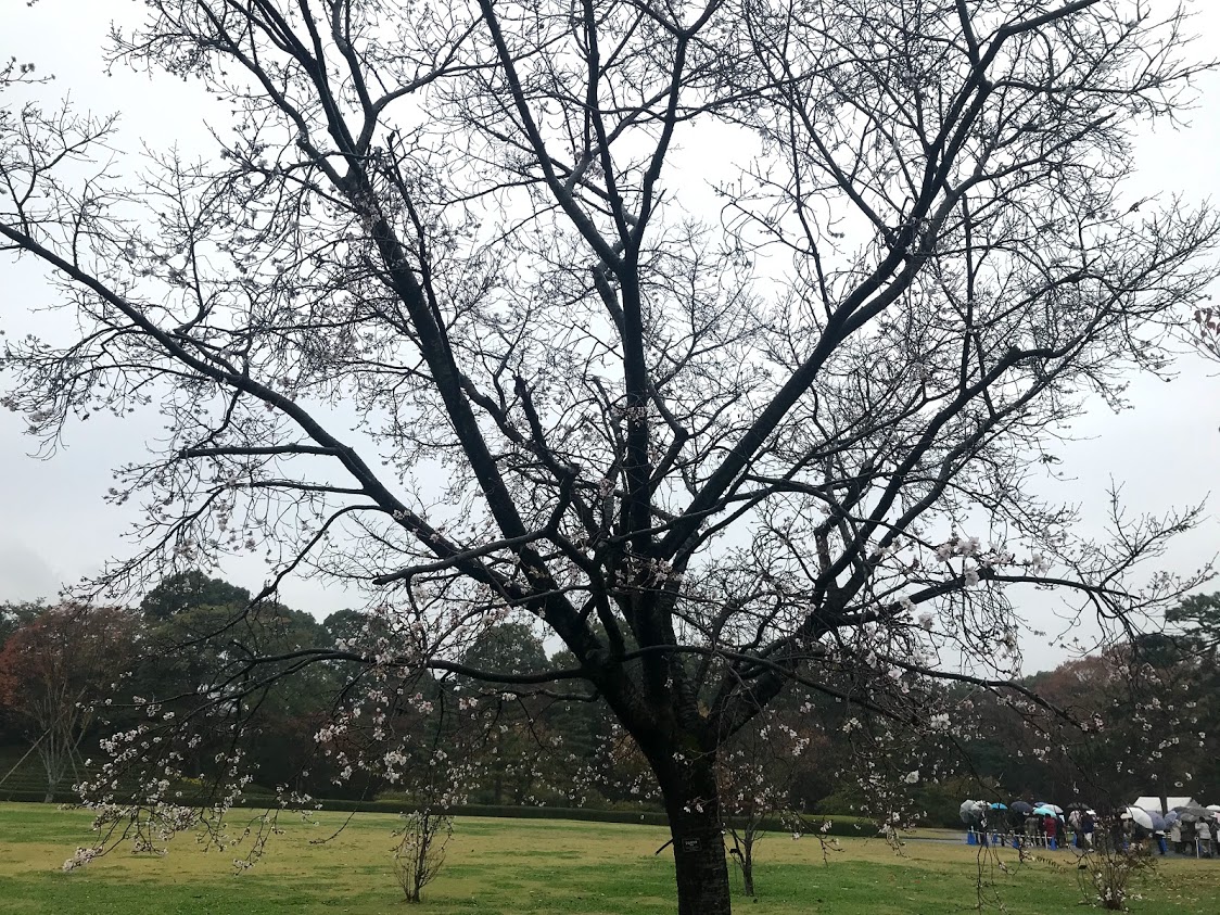 桜が咲いてました・・春以外で初めてみたかも・・・