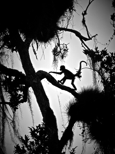 Monkey in Tikal Guatemala