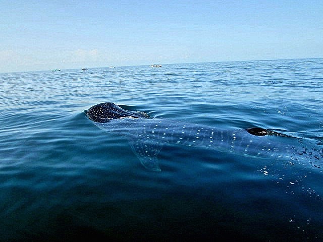 Isla Del Hotbox whale sharks