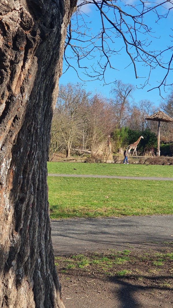 Und habe Giraffen "gefunden". Direkt beim Baum. Galoppierende Giraffen...ist wie die Wirklichkeit in Zeitlupe sehen. Made my day. Muss gleich mal googlen, was Giraffen für eine Krafttierbedeutung haben ;-)