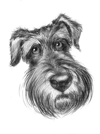 caricature de fox terrier