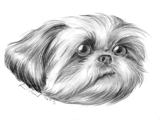 caricature de bichon