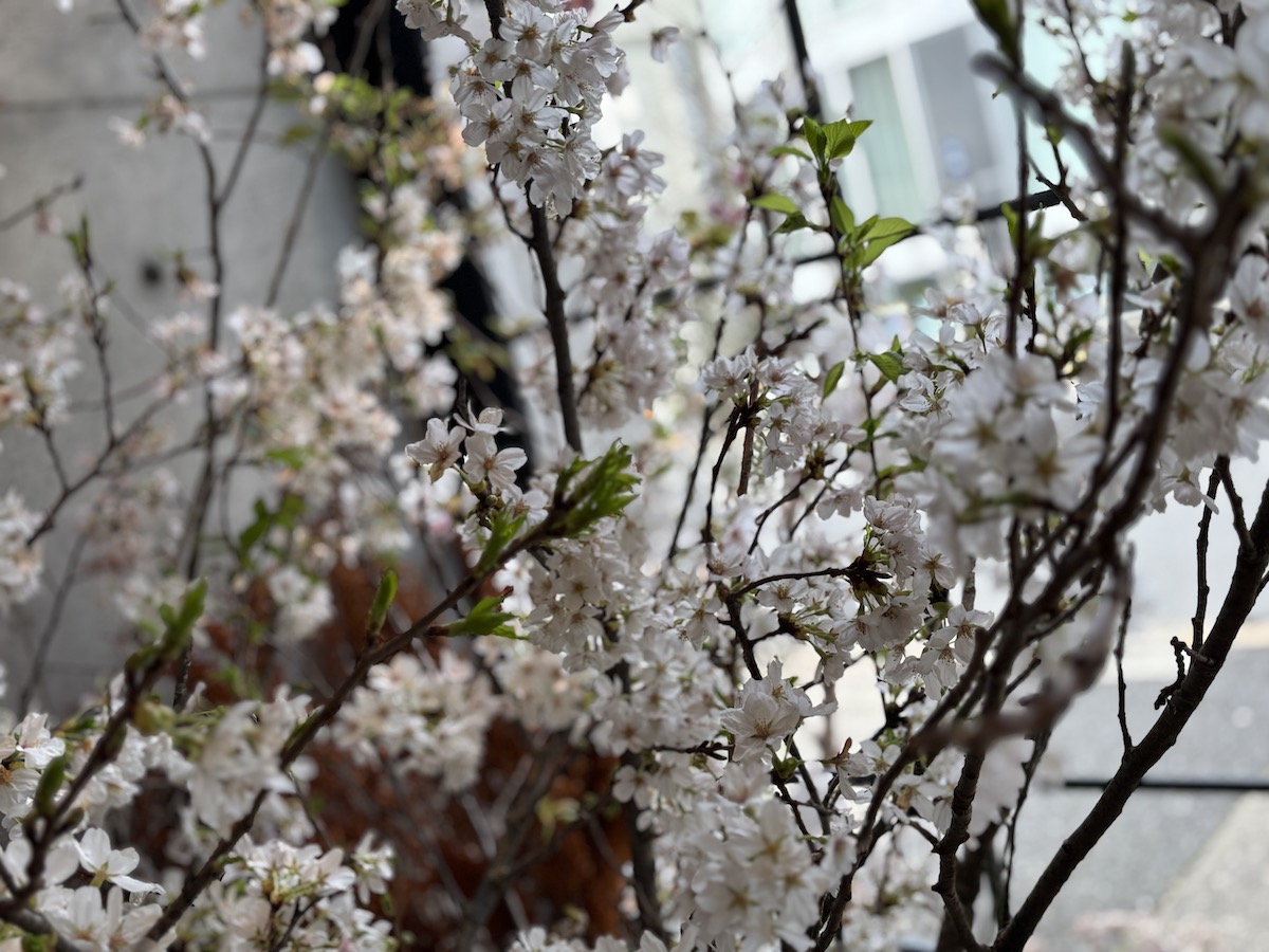 5月6月金継ぎ教室開催日程のお知らせ