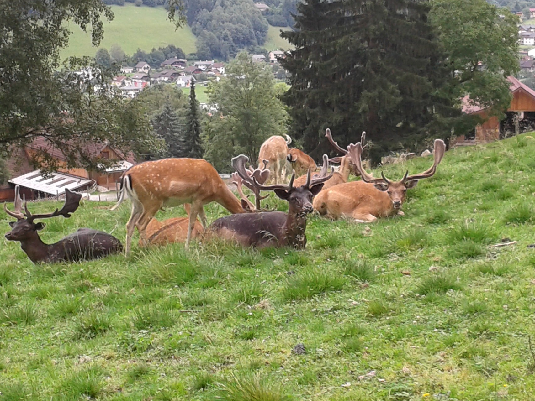 Wildtierpark Feld am See