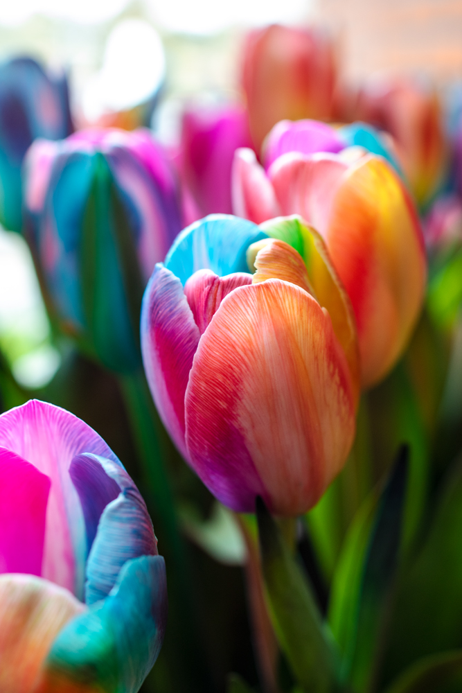 Regenbogen Tulpe Blumex keukenhof virginie varon