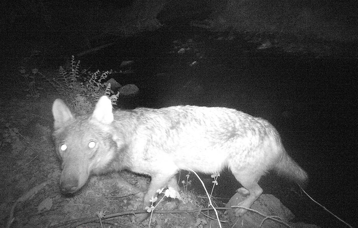 War Machines | Digital PUL, image size:1215x776