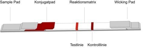 Technology - how a lateral flow test works