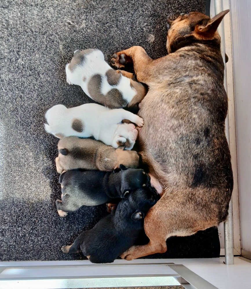 Tessa puppy’s geboren 14-08-2025