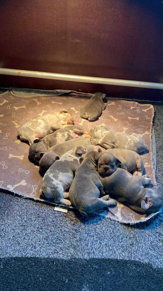 Puppy’s 2025 geboren 21-08-2025