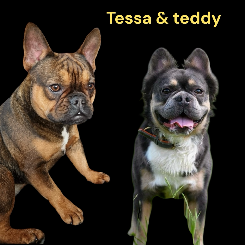 Hebben 5 mooie puppy ‘s van tessa x teddy 