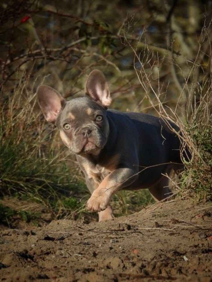 Een van de laatste puppy’s alweer zo groot 