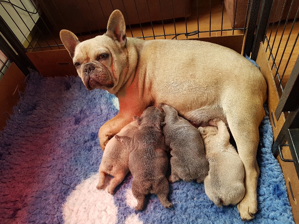 Petra met haar puppy's top moedertje 