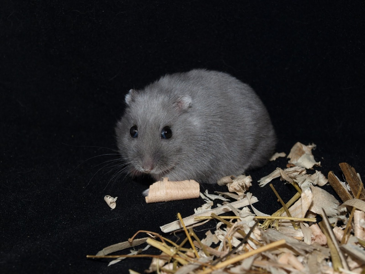 Der Hybrid - Image
