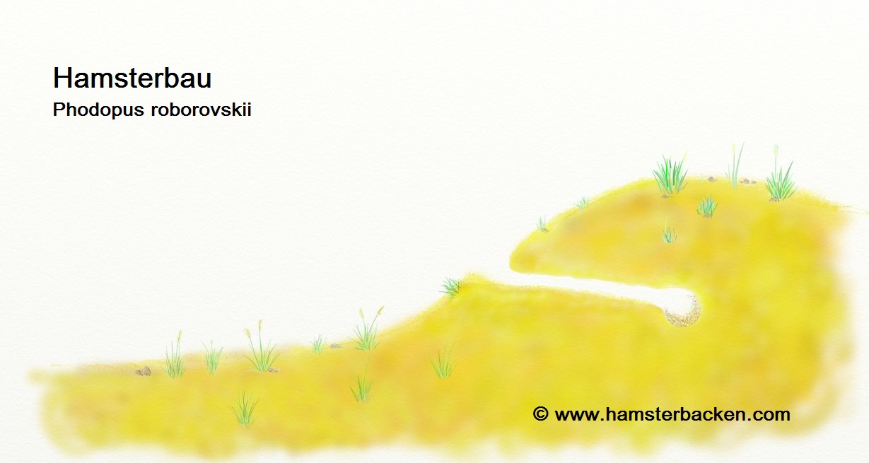 Die Hamster-Arten - Hamsterbacken.com