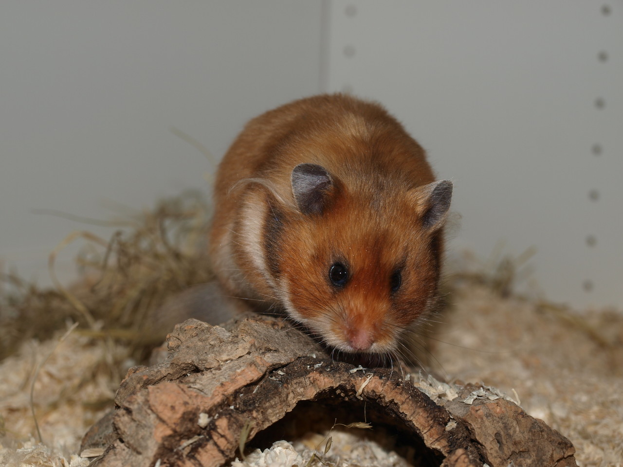 Die Hamster Arten Hamsterbacken Com