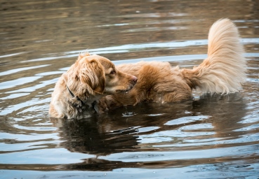 Wassergymnastik, Unterwasserlaufband, Hundephysiotherapie Heike Amthor in Leipzig Stötteritz, Krankengymnastik und Massage bei Arthrose, Hüftdysplasie, Kreuzbandriss u.a., mit Wellnessangebot für Menschen