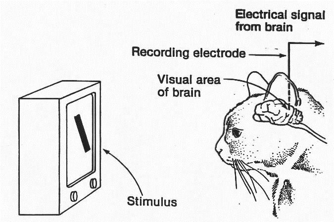 Computational Neuroscience : Week1 - 知識のサラダボウル Computational Neuroscience : Week1 - 知識のサラダボウル