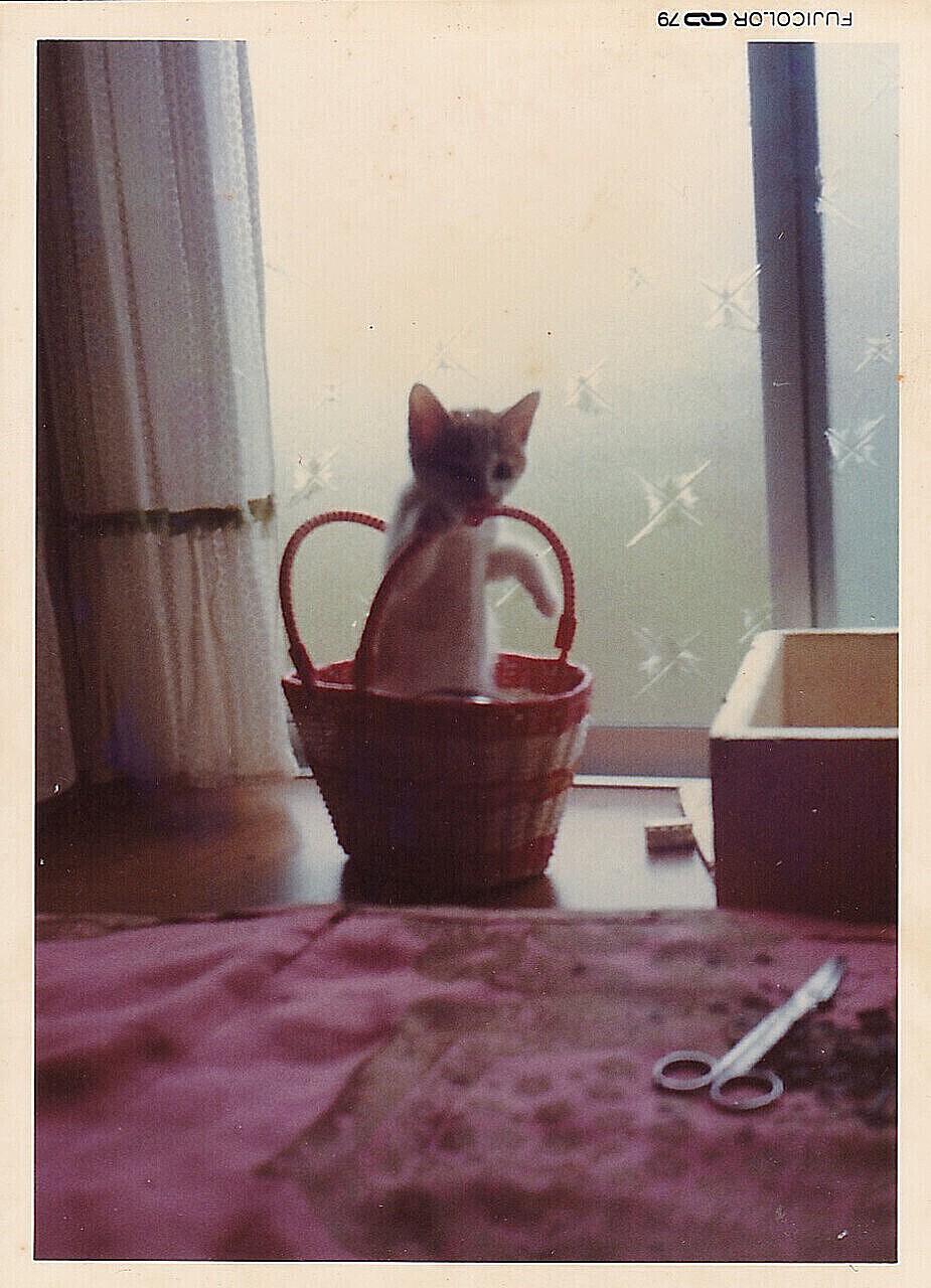 カゴの中に入った子猫の古い写真。光量不足で黒つぶれ日焼けによる退色と画面全体の傷、ホコリ、シミにより猫の表情や毛並みが不鮮明な劣化状況