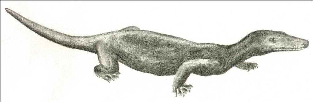 Procynosuchus, en therapsid fra seinperm