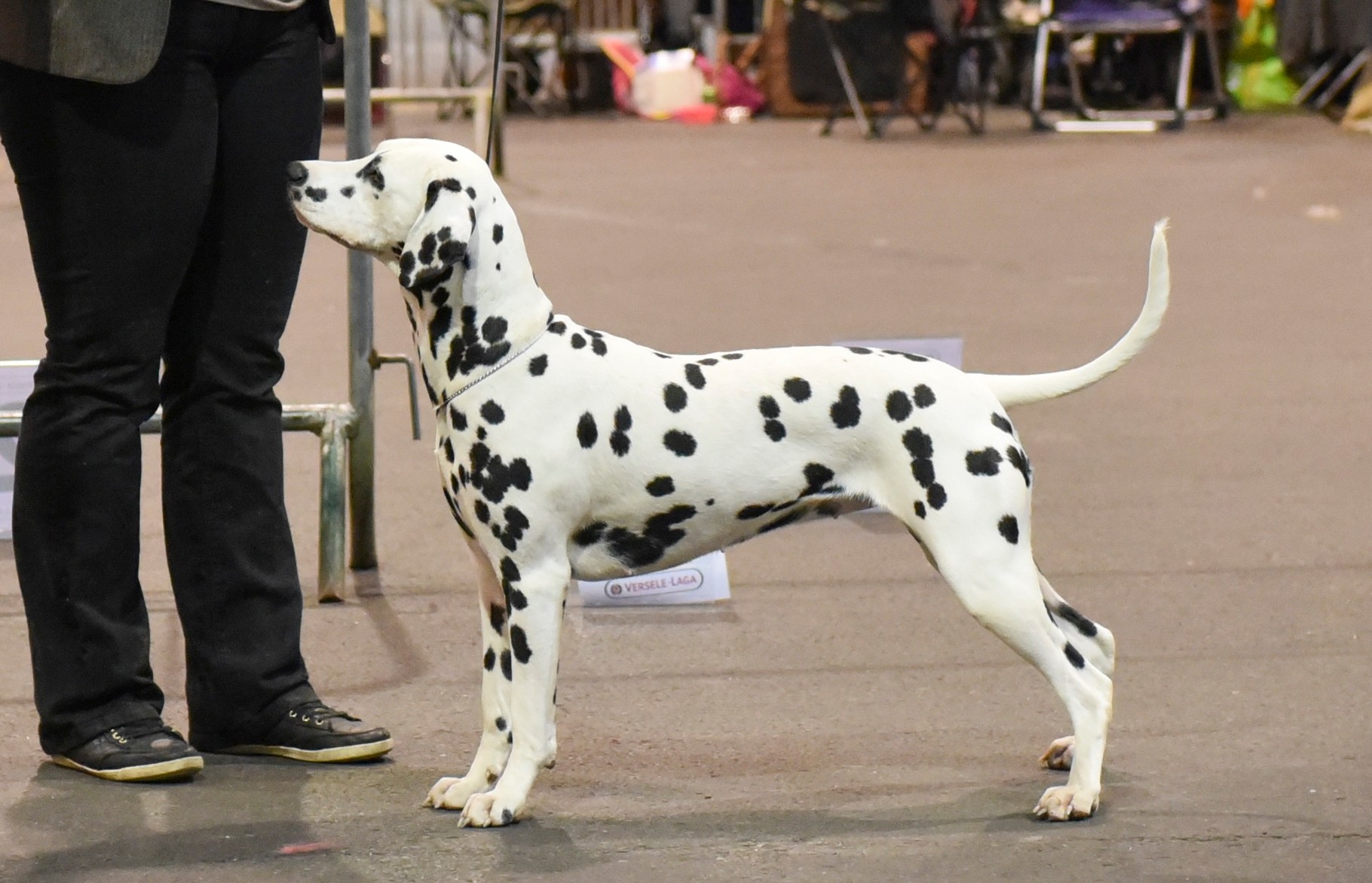 Hoogstraten 2015 Caldecacre Rumours 'N Gossip