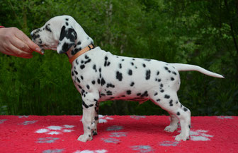 Standing pictures at 6 weeks