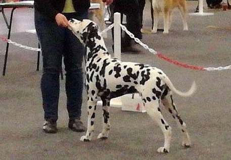 A Spottified Perfect Mambo,  18 months, Leuven 2017
