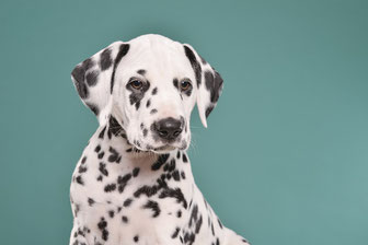 Week 8: Photoshoot by DOGvision