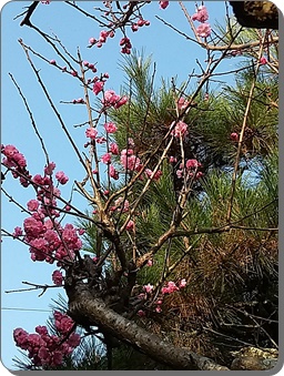 紅梅の開花