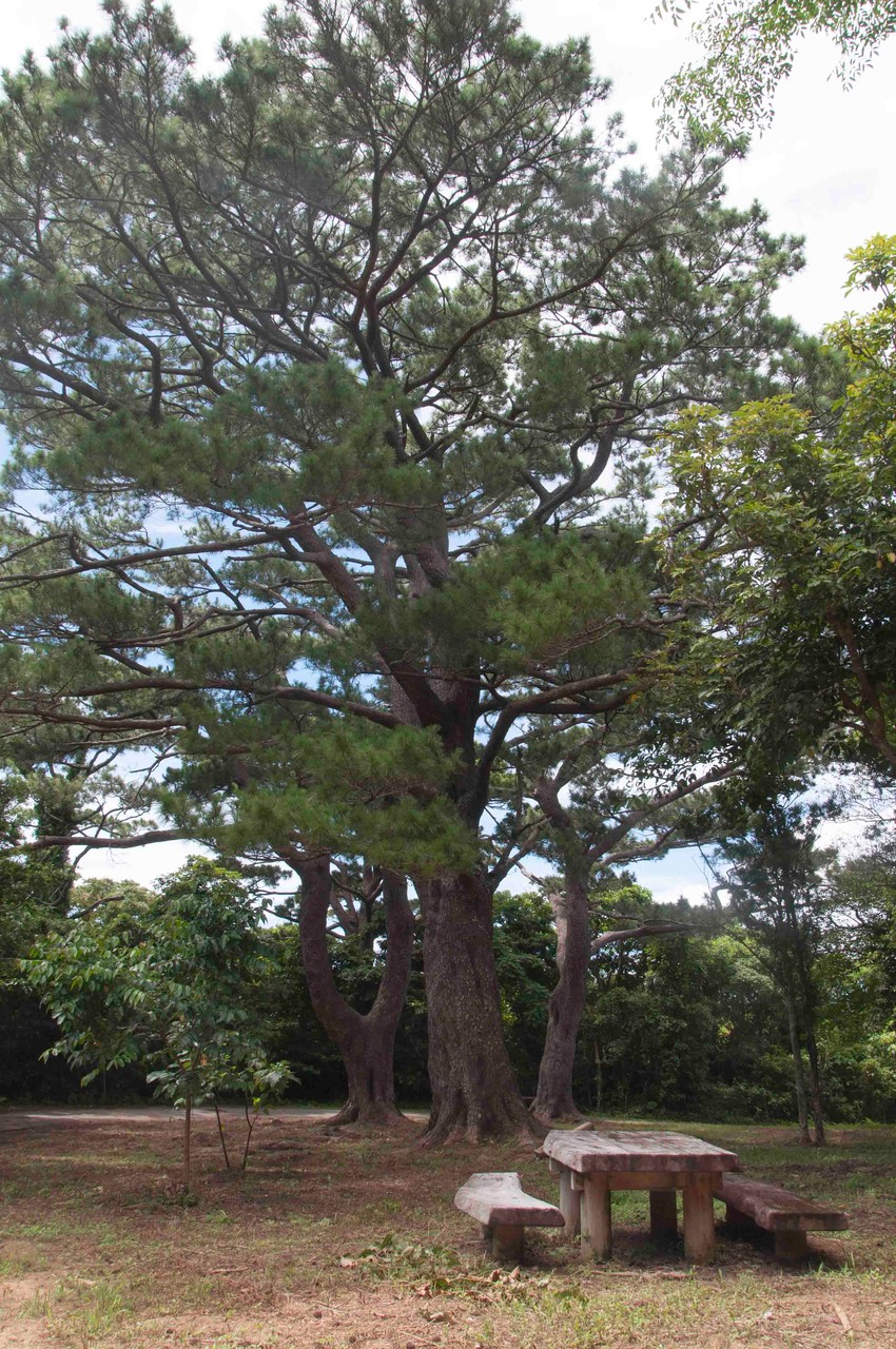 念の森の琉球松の巨木