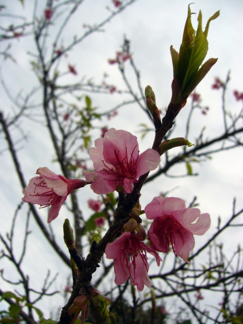 さくらの森の桜、開花は平年1月〜3月