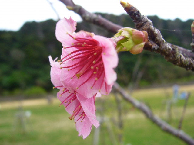 さくらの森の桜、開花は平年1月〜3月