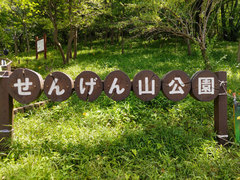 浅間山公園だけに自生する「ムサシノキスゲ」を見に行きました
