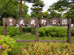 風薫る季節に新緑の香りを感じながら武蔵野３公園めぐり