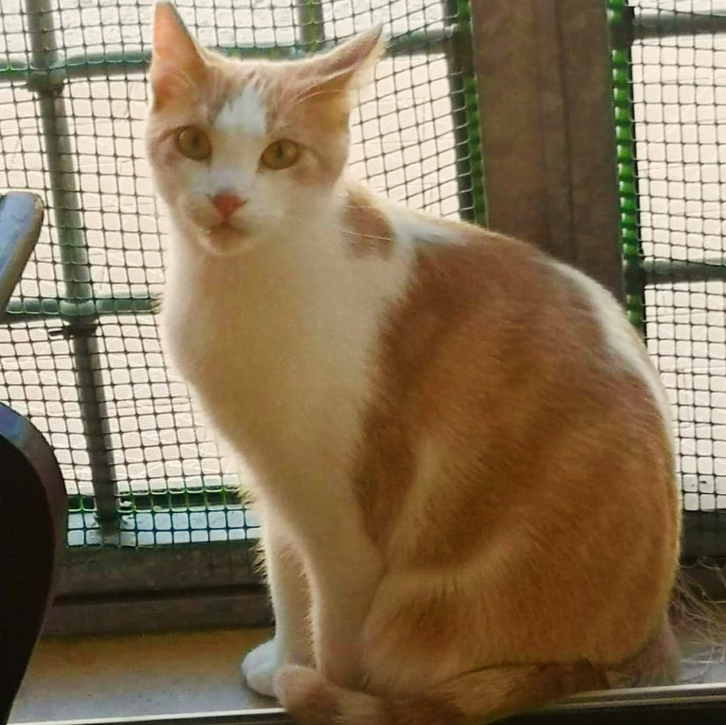 Oliver