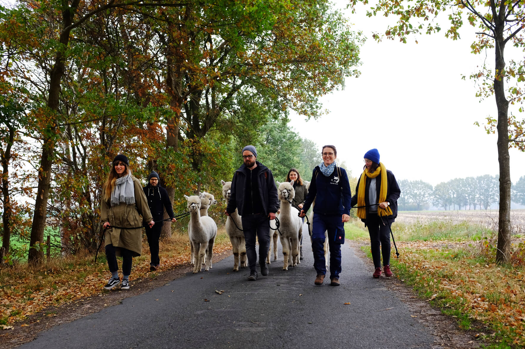 Gruppe bei Alpaka-Wanderung auf dem Weg durch die Bäume