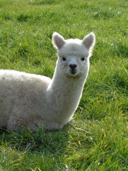Weißes Alpaka liegt entspannt auf der Wiese